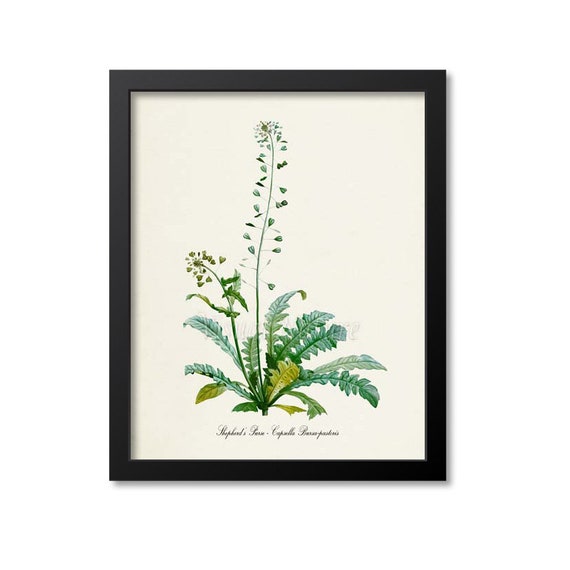 Shepherds Purse Botanical Art Print, Herb Study