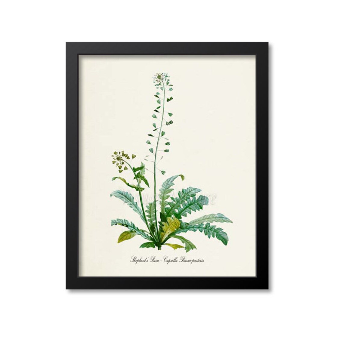 Shepherds Purse Botanical Art Print, Herb Study