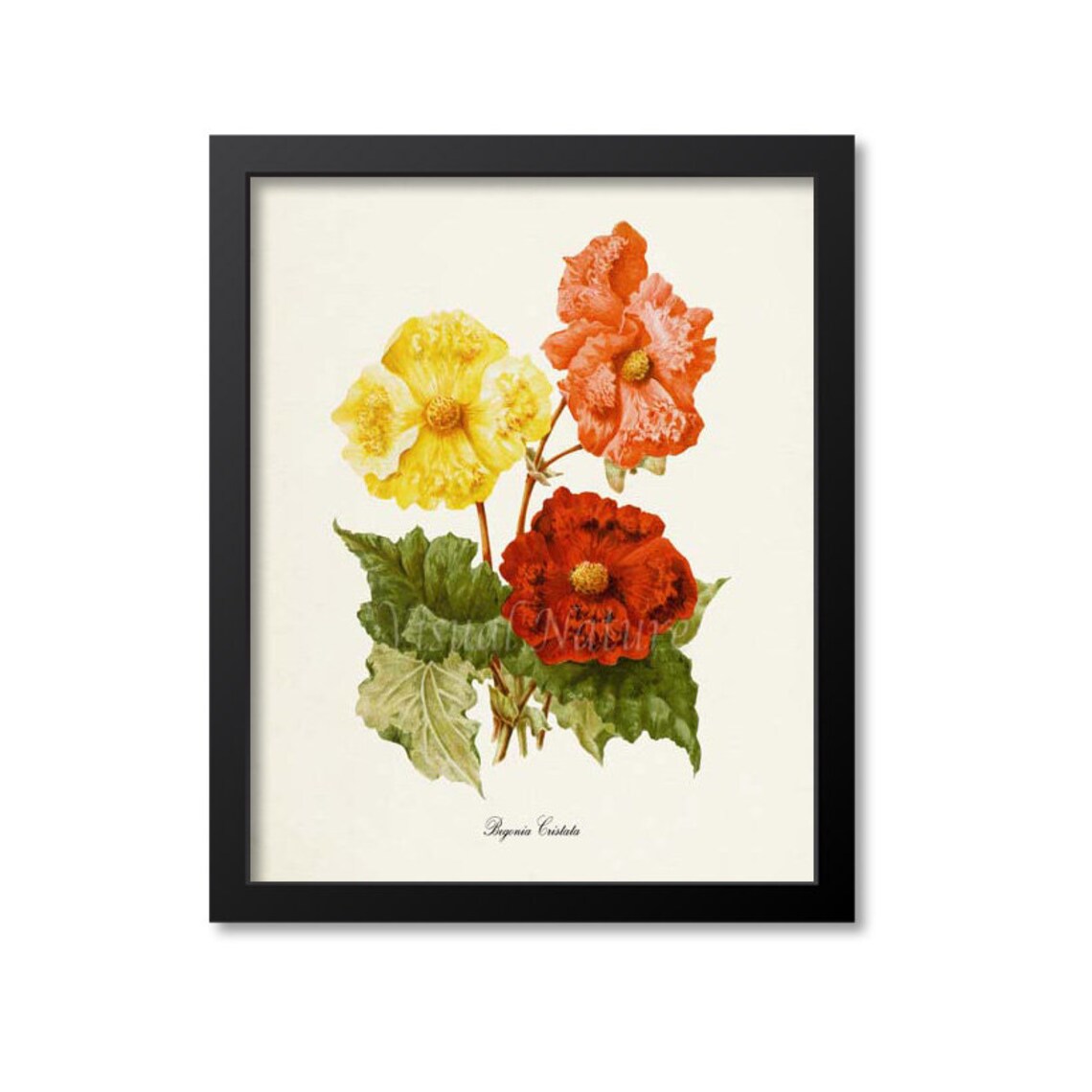 Begonia Cristata Flower Art Print, Botanical Wall Art
