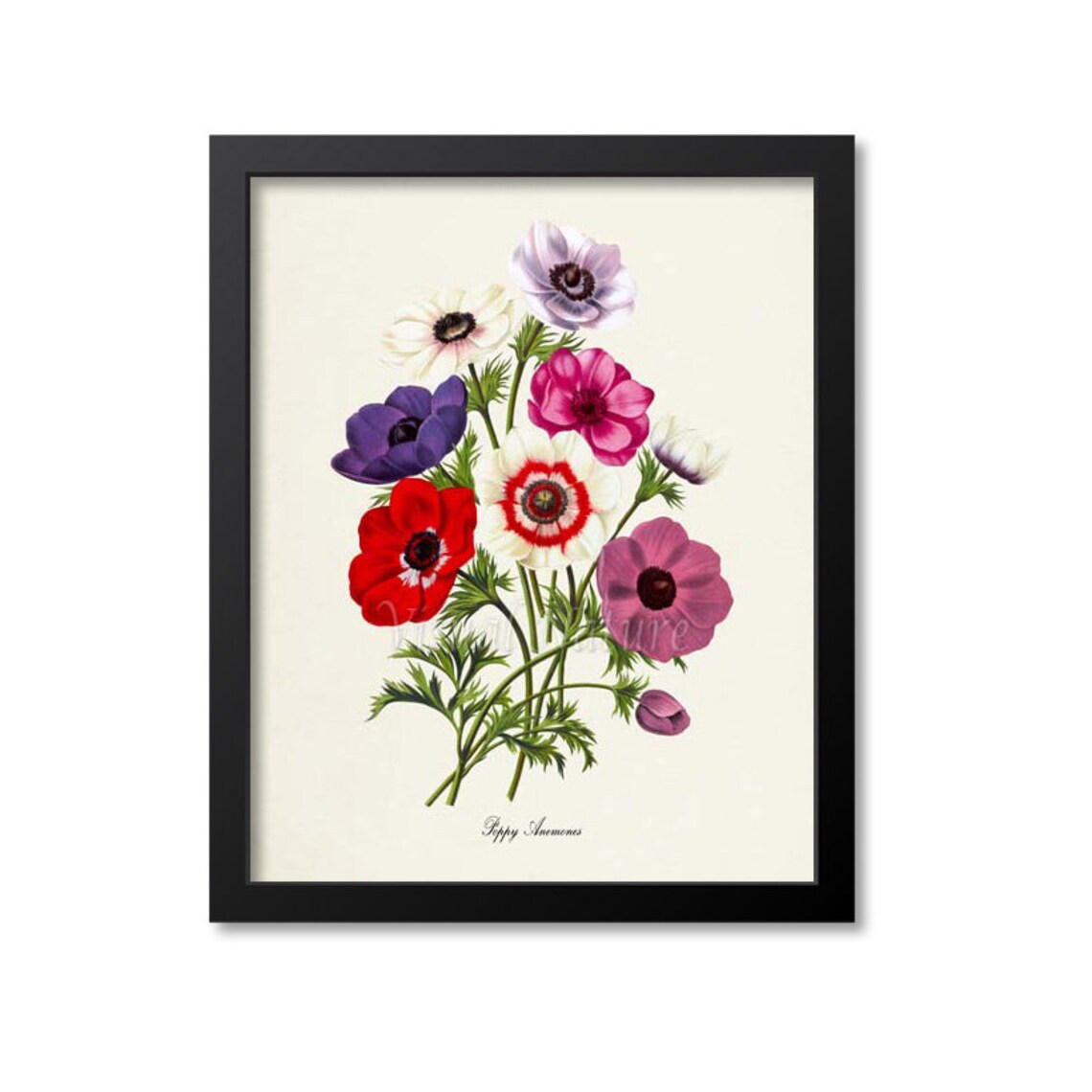 Poppy Anemones Botanical Art Print, Flower Decor