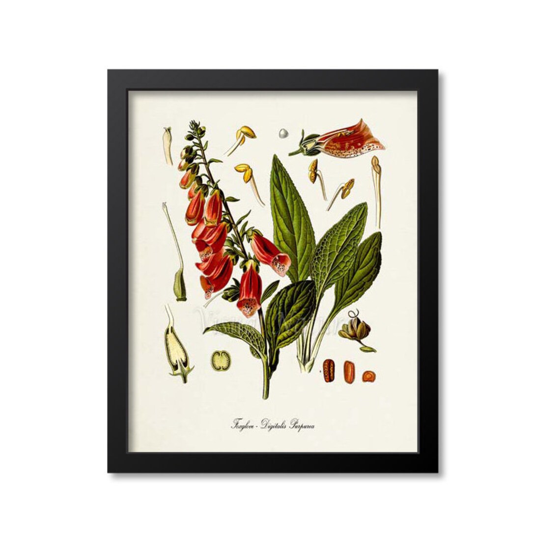 Foxglove Botanical Art Print, Digitalis Purpurea