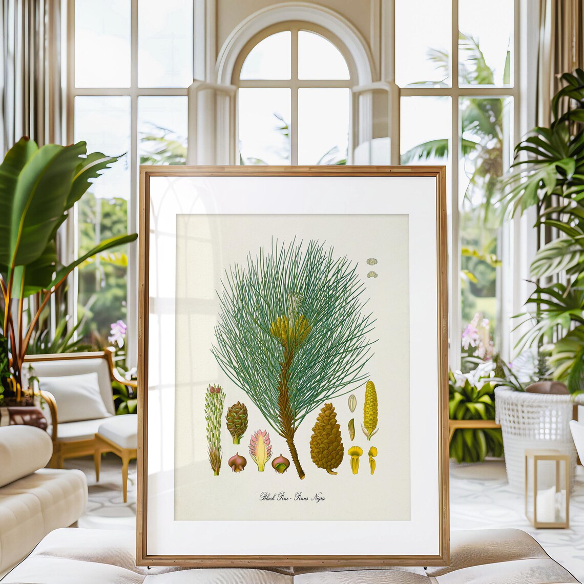 Black Pine Botanical Art Print, Pinus Nigra Pine Cone - Image 3