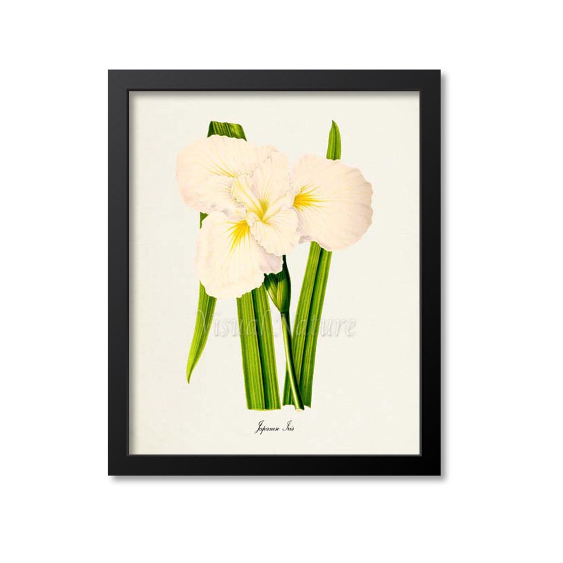 White Japanese Iris Flower with Yellow Center Botanical Art Poster