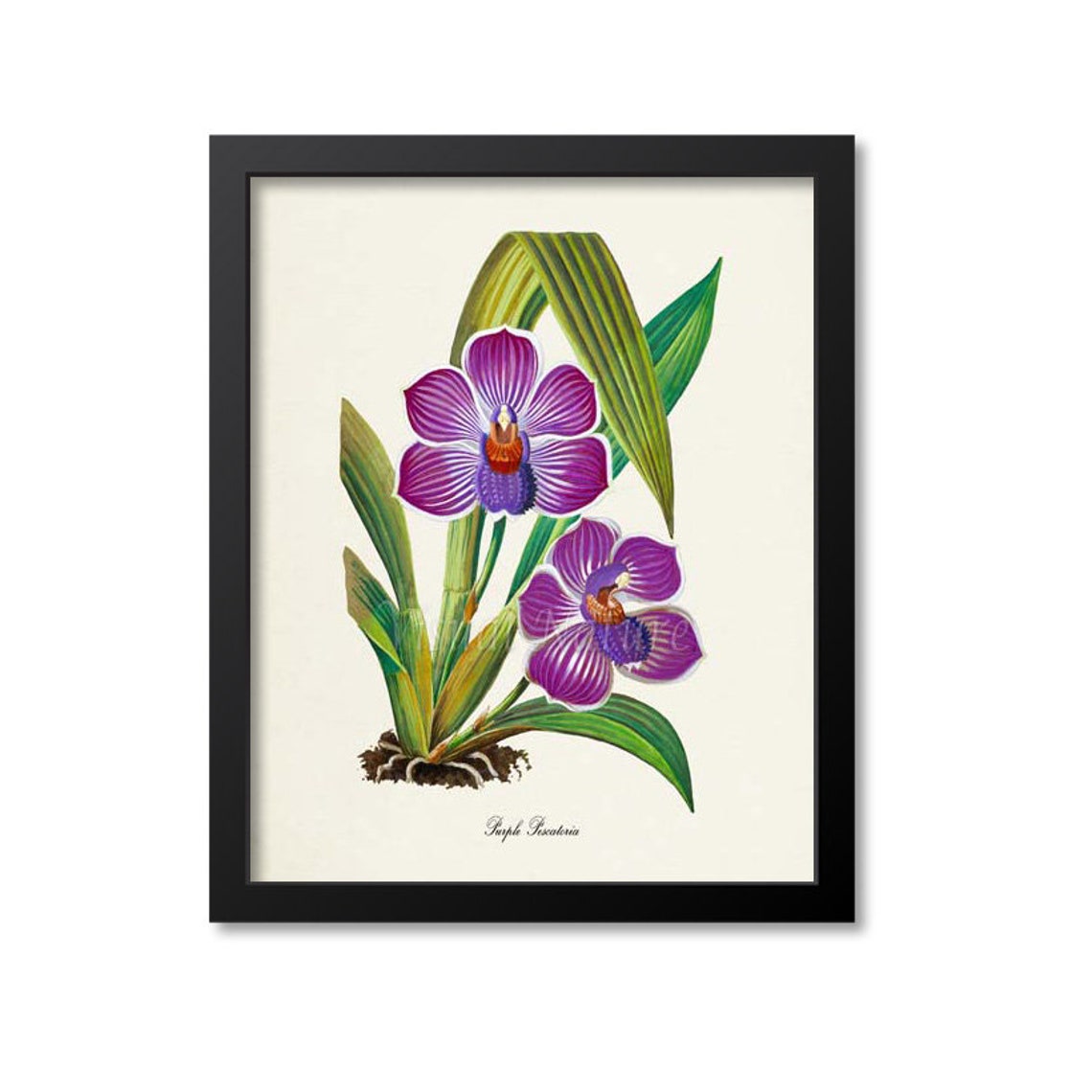 Purple Pescatoria Orchid Violet Striped Blooms Vintage Flower Poster