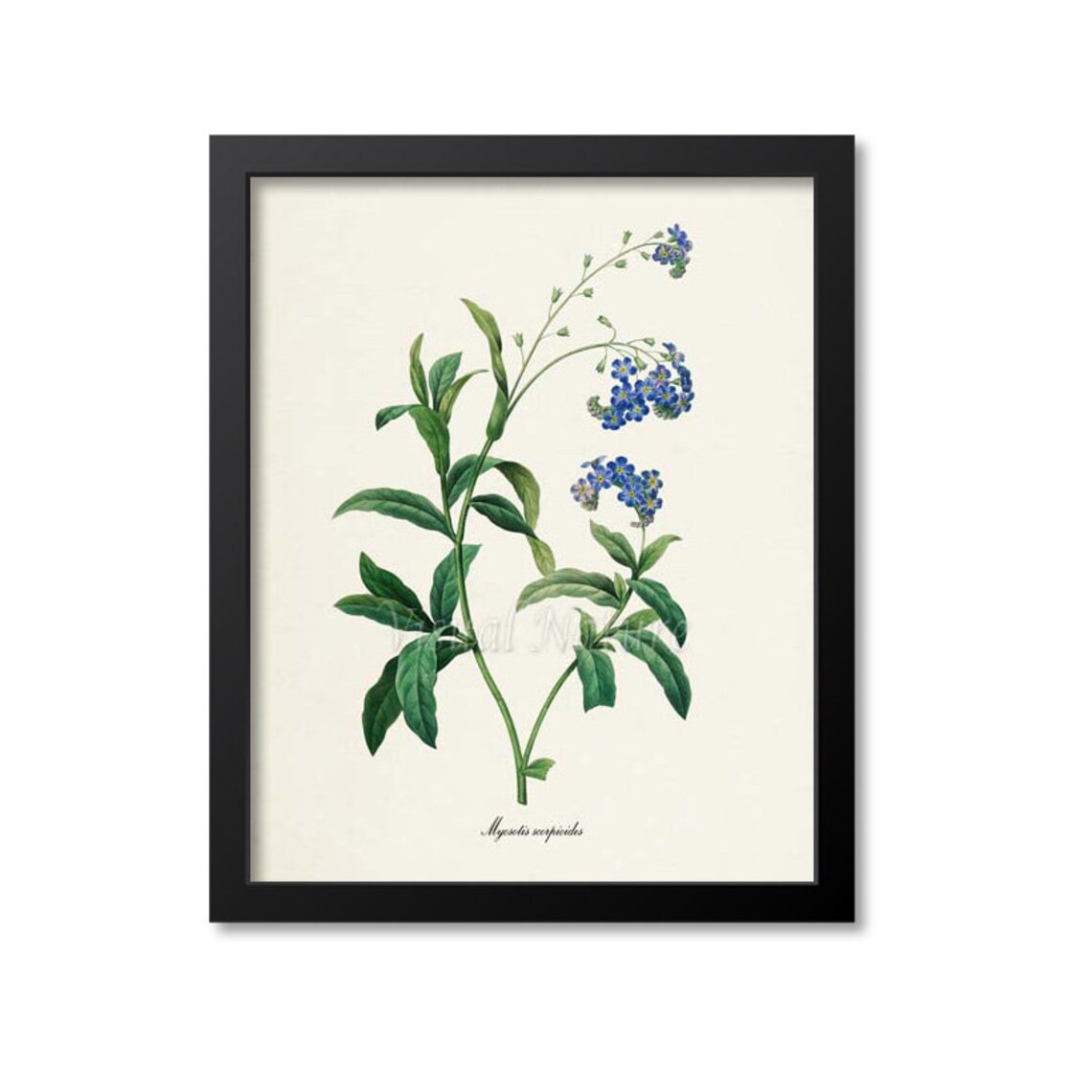 True Forget-Me-Not Botanical Art Print, Redoute Style