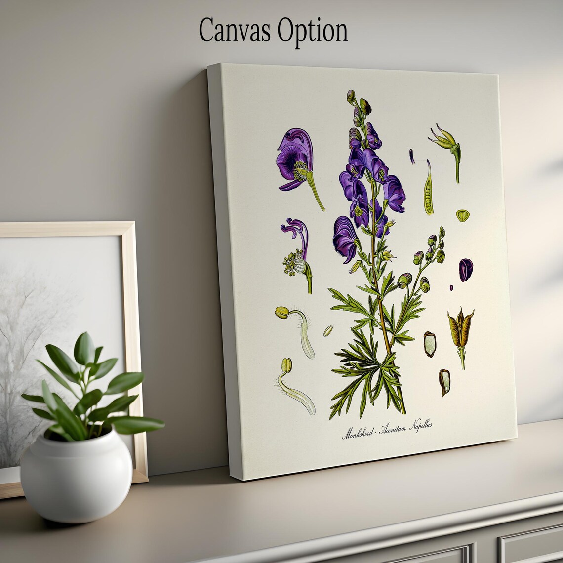 Monkshood Botanical Art Print, Medicinal Plant - Image 2