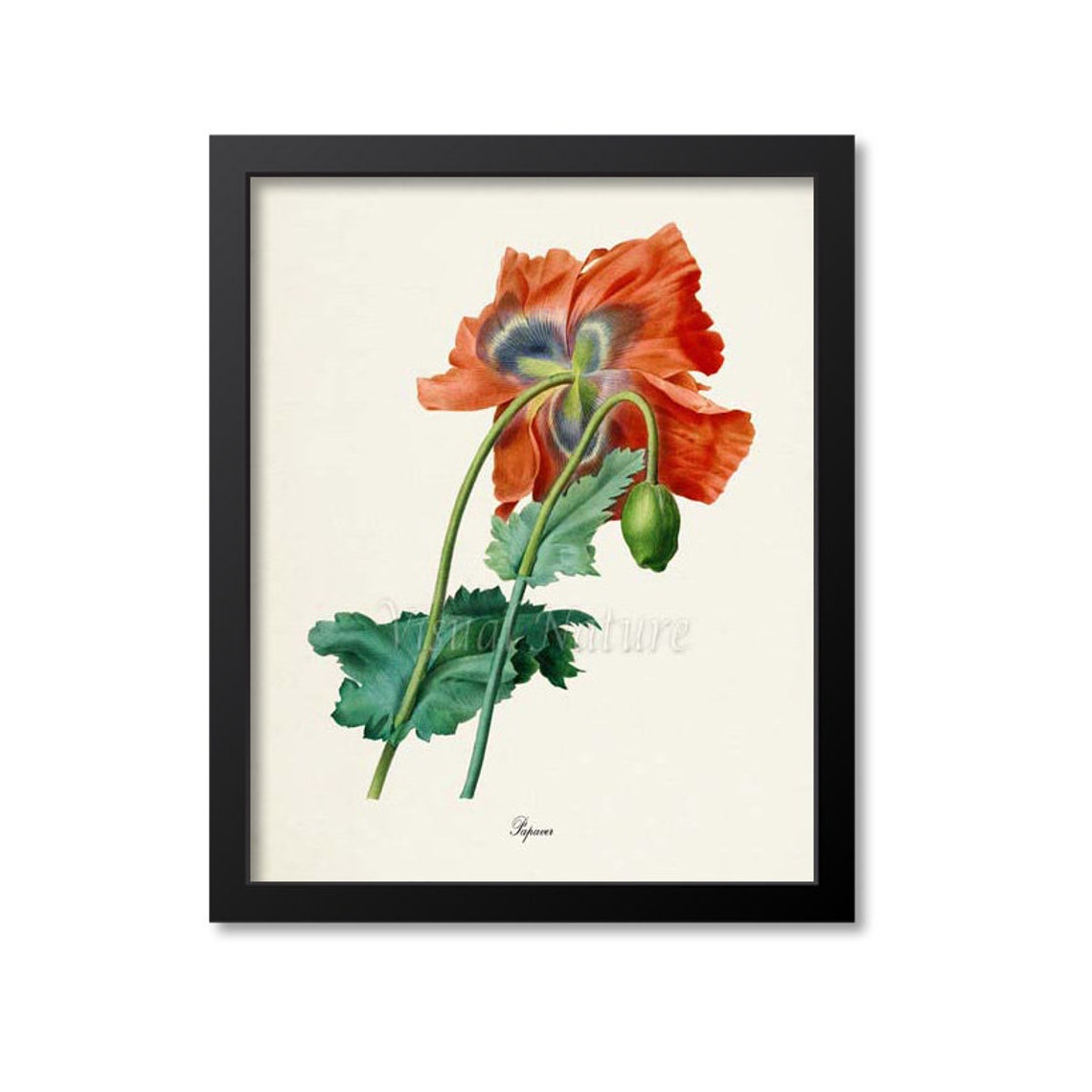 Oriental Red Poppy Bloom Vintage Papaver Botanical Study Poster