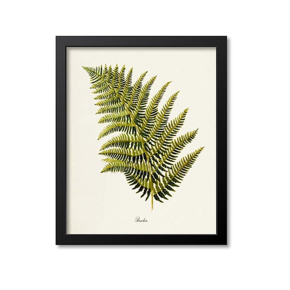Bracken Fern Botanical Art Print, Nature Wall Decor