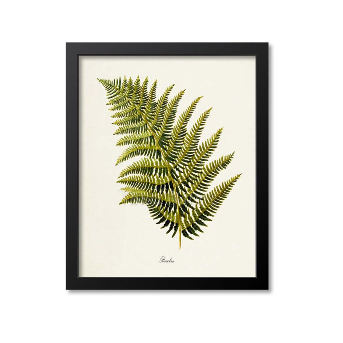 Bracken Fern Botanical Art Print, Nature Wall Decor