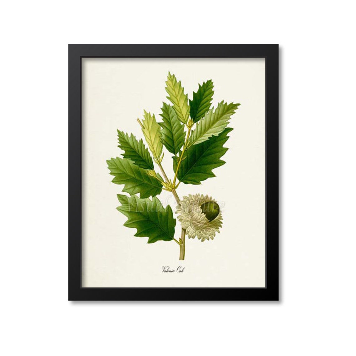 Valonia Oak Leafy Branch with Mossy Acorn Botanical Study Poster