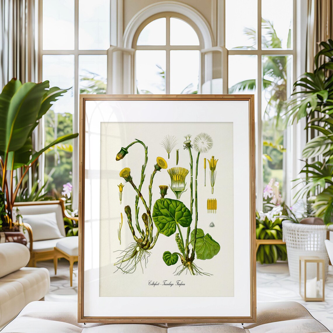 Coltsfoot Botanical Print, Tussilago Farfara Art Print - Image 3