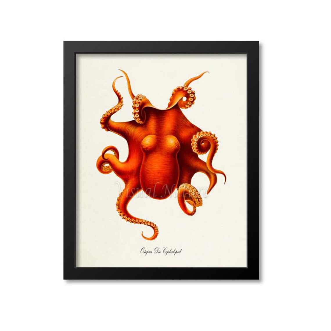 Octopus Art Print, Sea Life Ocean Restaurant Decor