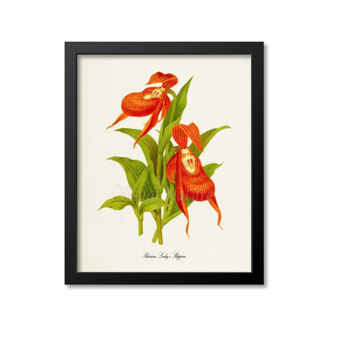 Siberian Lady's Slipper Botanical Art Print