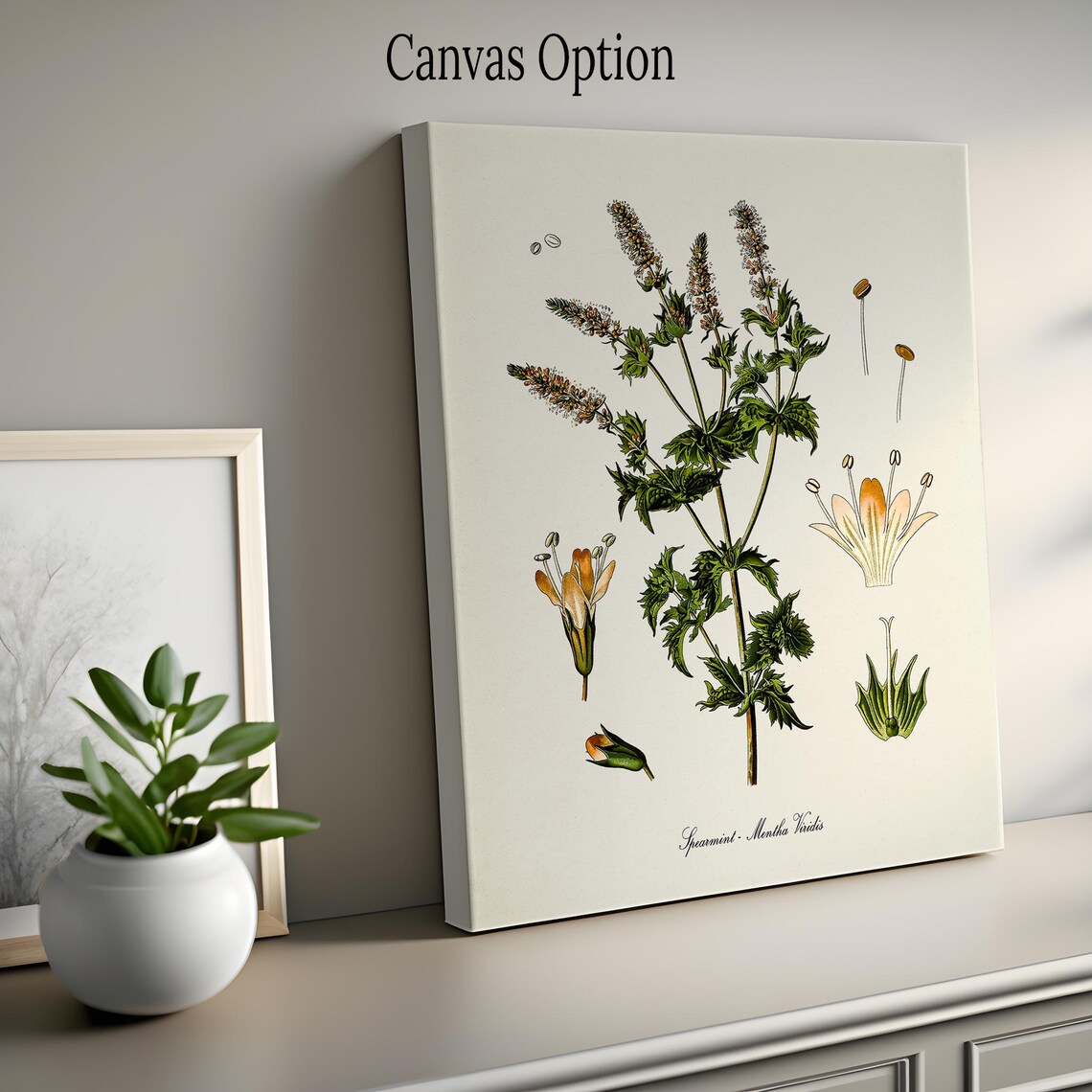 Spearmint Botanical Art Print, Mentha Viridis - Image 2
