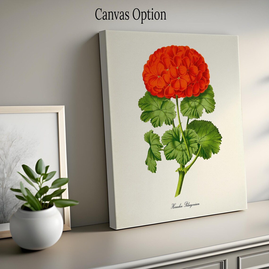 Horseshoe Pelargonium Geranium Botanical Art Print - Image 2