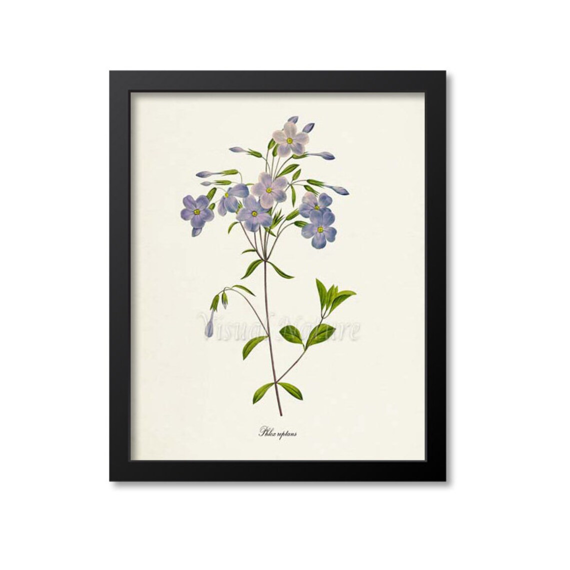 Phlox Flower, Redoute-Inspired Botanical Art Print