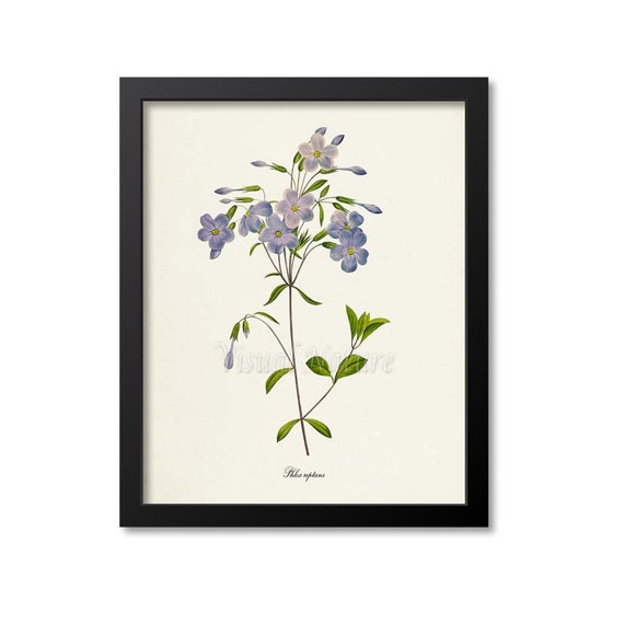 Phlox Flower, Redoute-Inspired Botanical Art Print