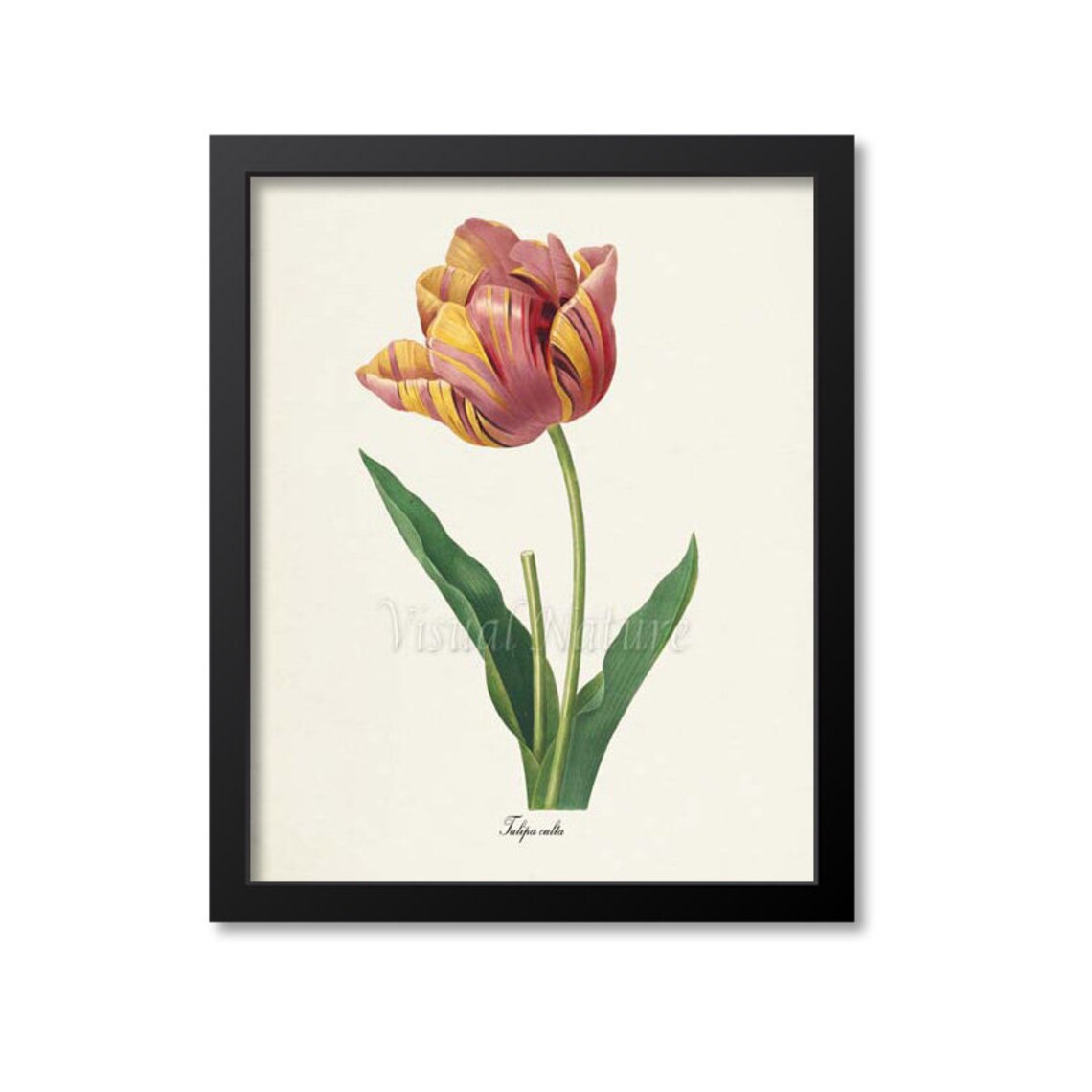Tulip Flower, Redouté Botanical Art Print, Red and Yellow
