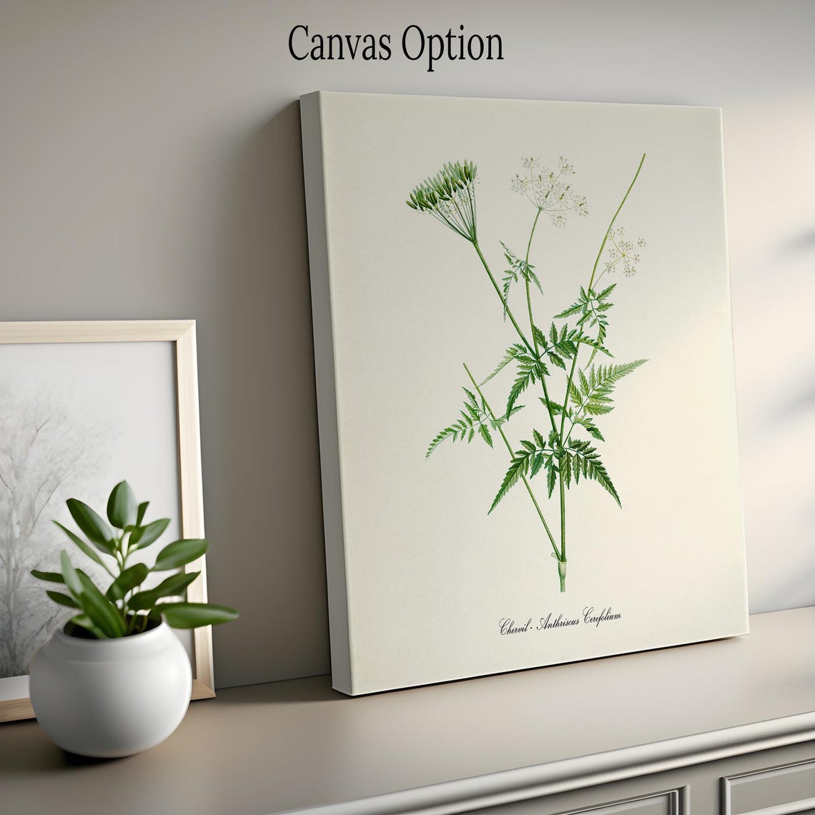 Chervil Anthriscus Cerefolium Vintage Culinary Herb Study Poster - Image 2