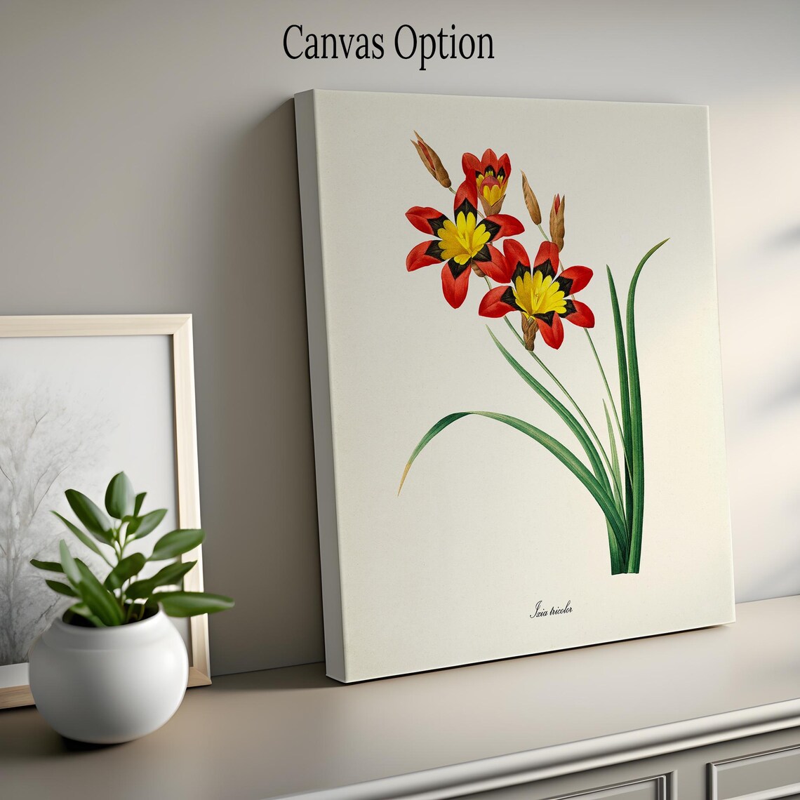 Sparaxis Tricolor, Redoute-Inspired Botanical Art Print - Image 2