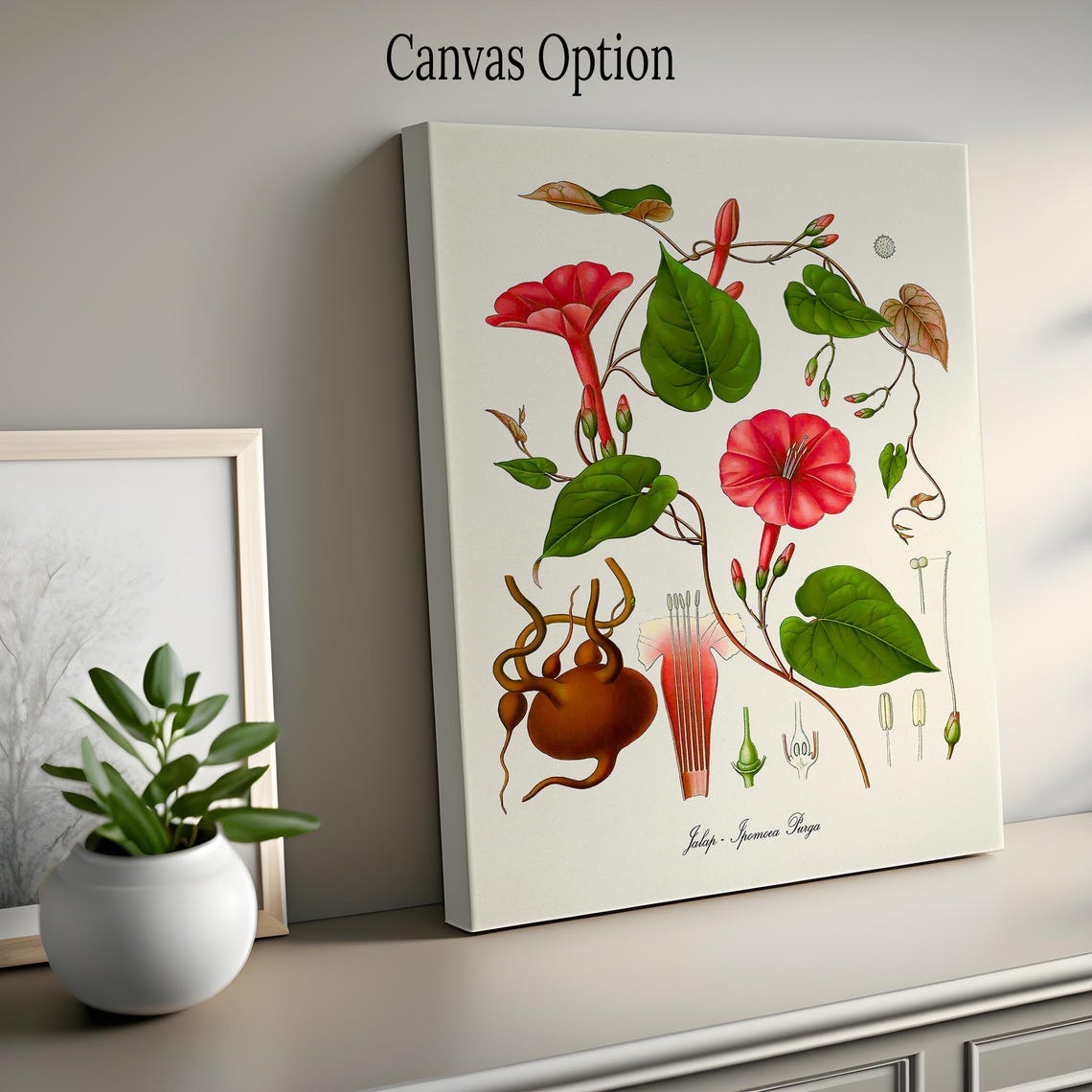 Jalap Ipomoea Purga Botanical Print with Red Morning Glory Study - Image 2