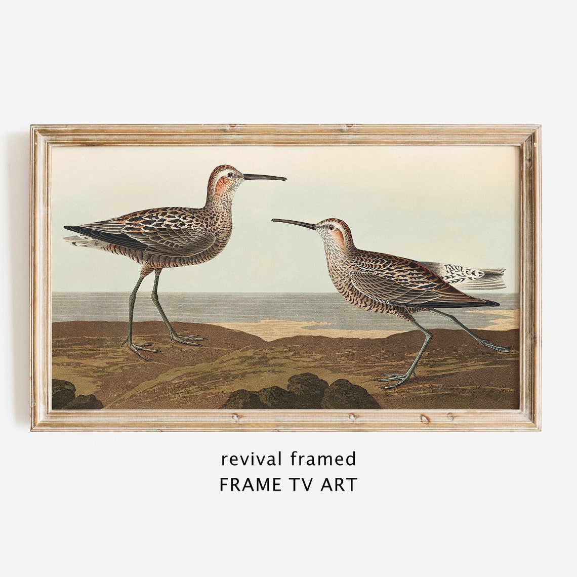 Vintage Sandpipers Shorebird Engraving on Rocky Shore Poster
