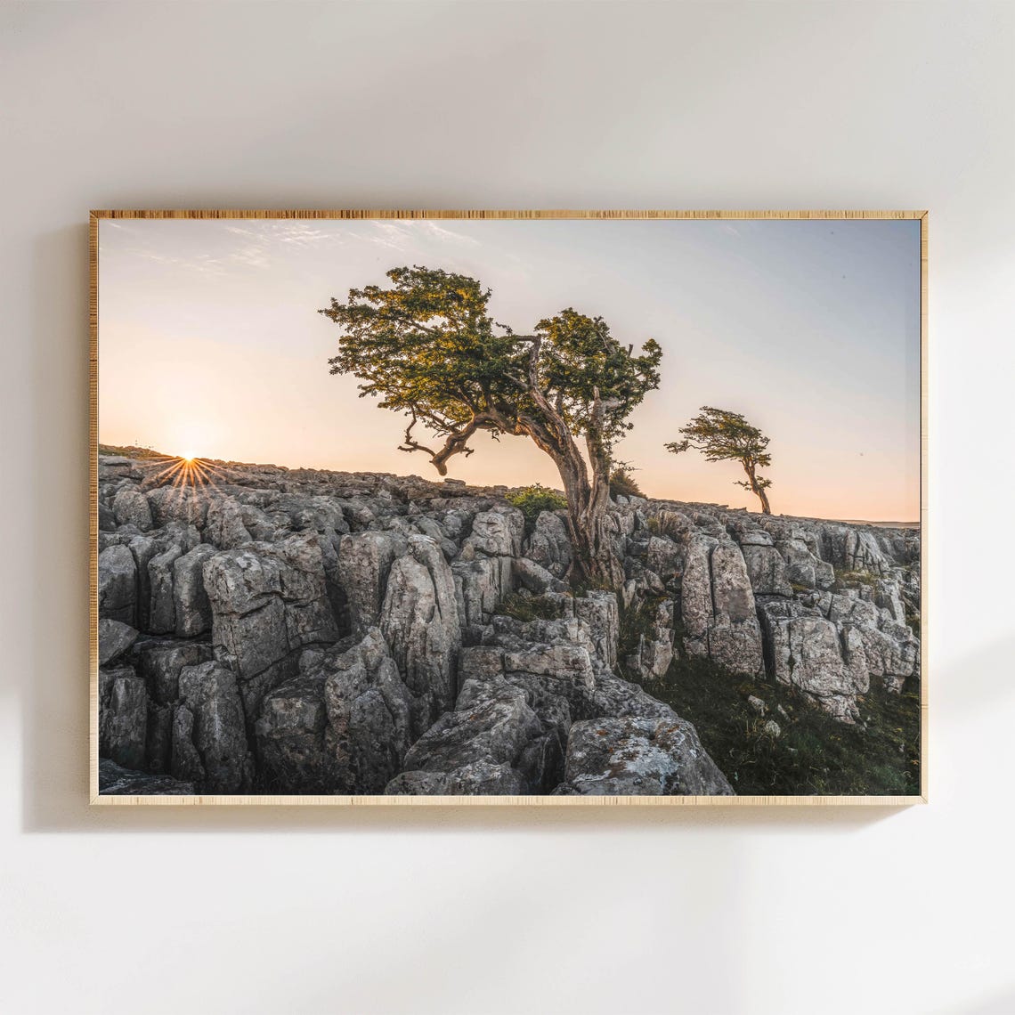Windswept Trees on Ancient Limestone Pavement Golden Sunset Poster