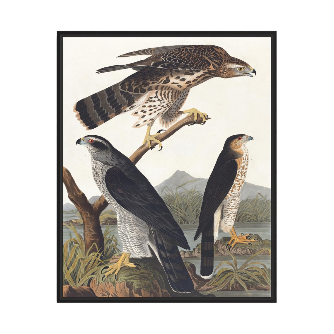 Stanley Goshawk Trio in a Classic Vintage Audubon Plate Style Poster