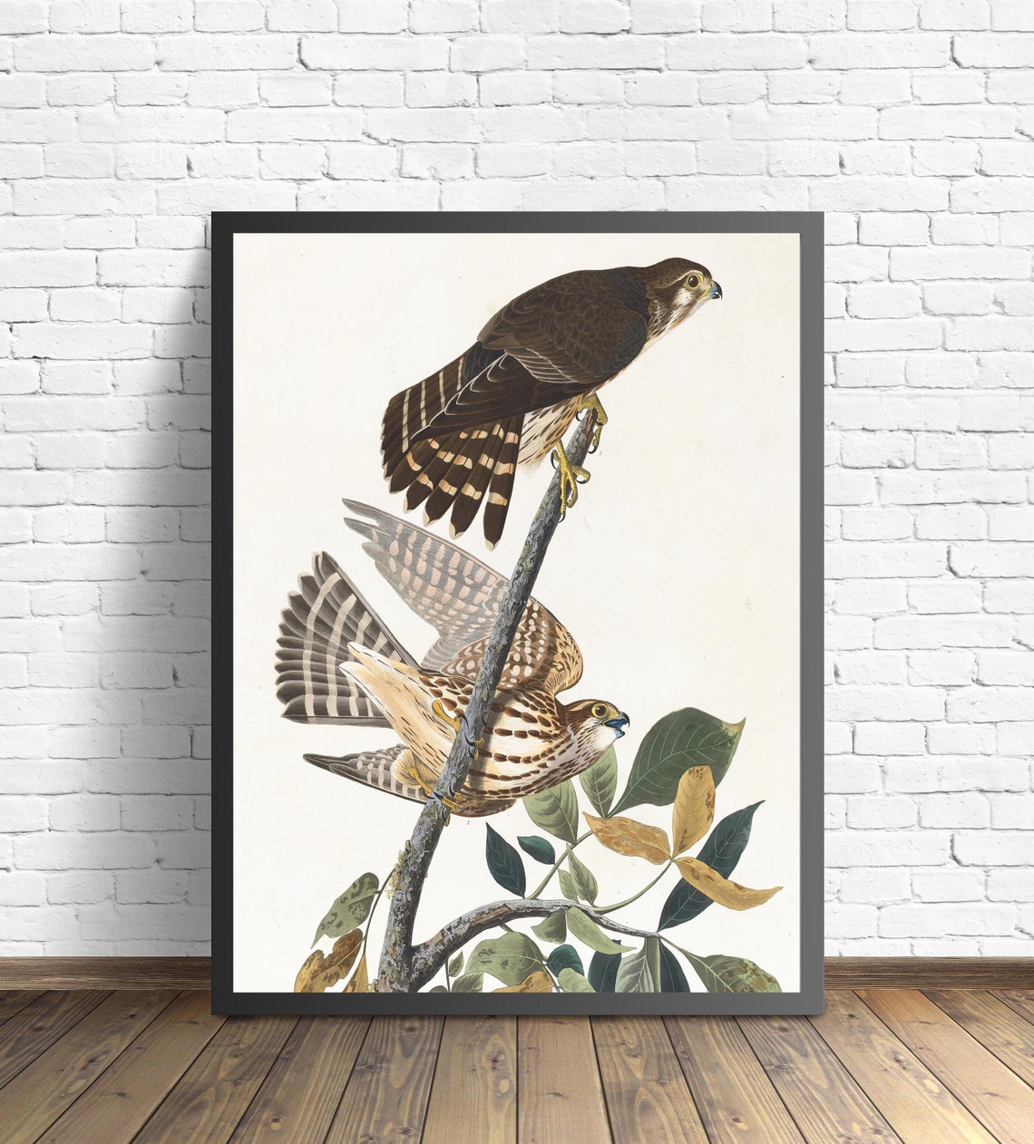 Pigeon Hawk Pair on a Branch by John James Audubon Vintage Bird Poster - Image 2
