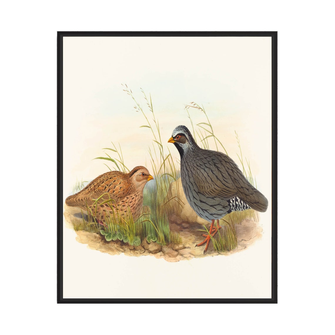 Grey Francolin Pair Vintage Ornithological Bird Illustration Poster