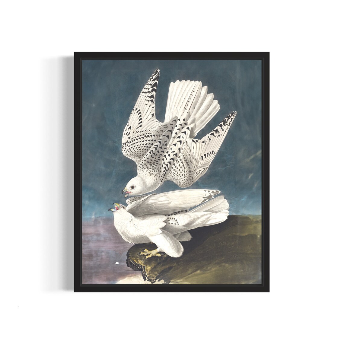 Pair of White Gyrfalcons in Combat Vintage Naturalist Bird Art Print