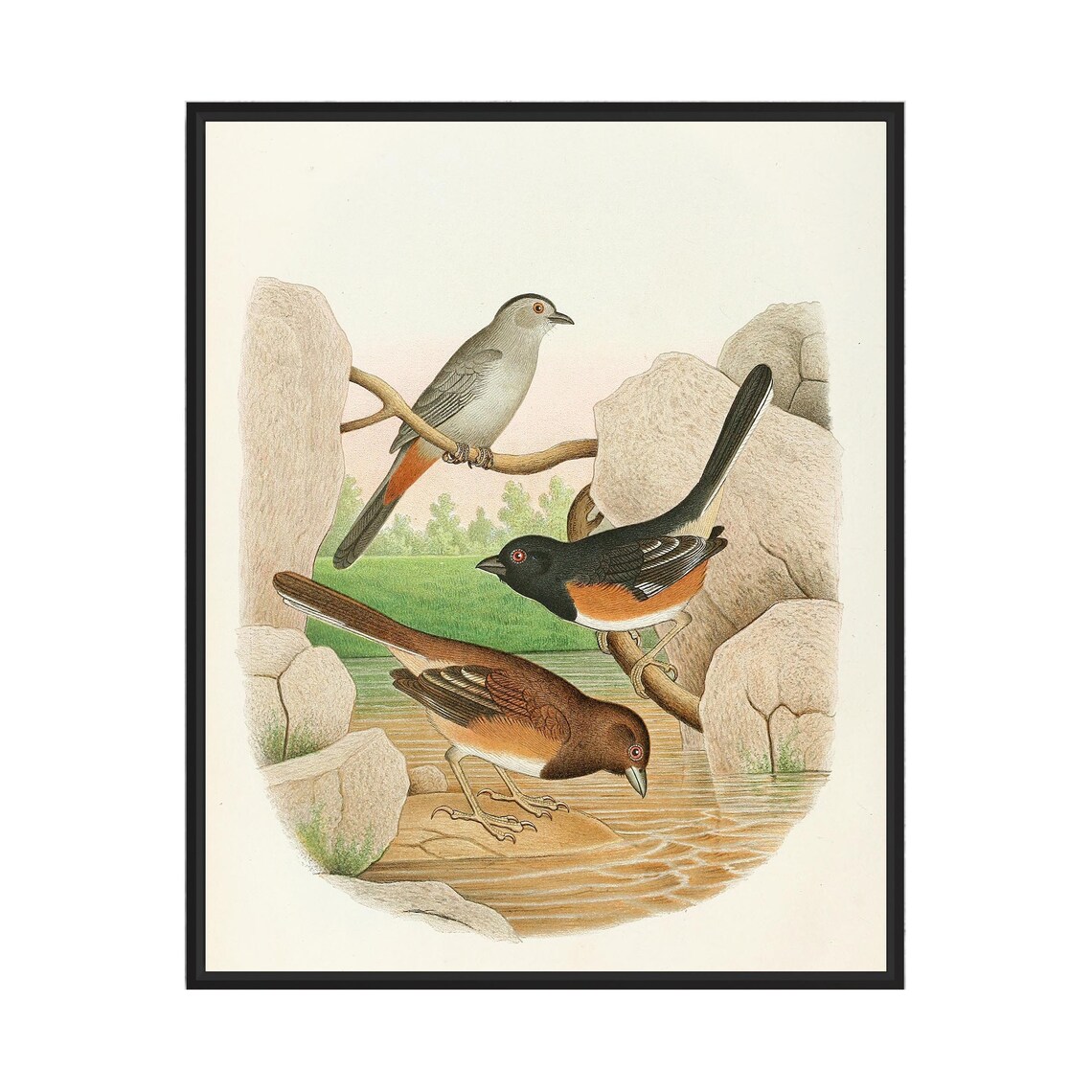 Catbird and Towhee Songbirds at the Stream Vintage Art Poster