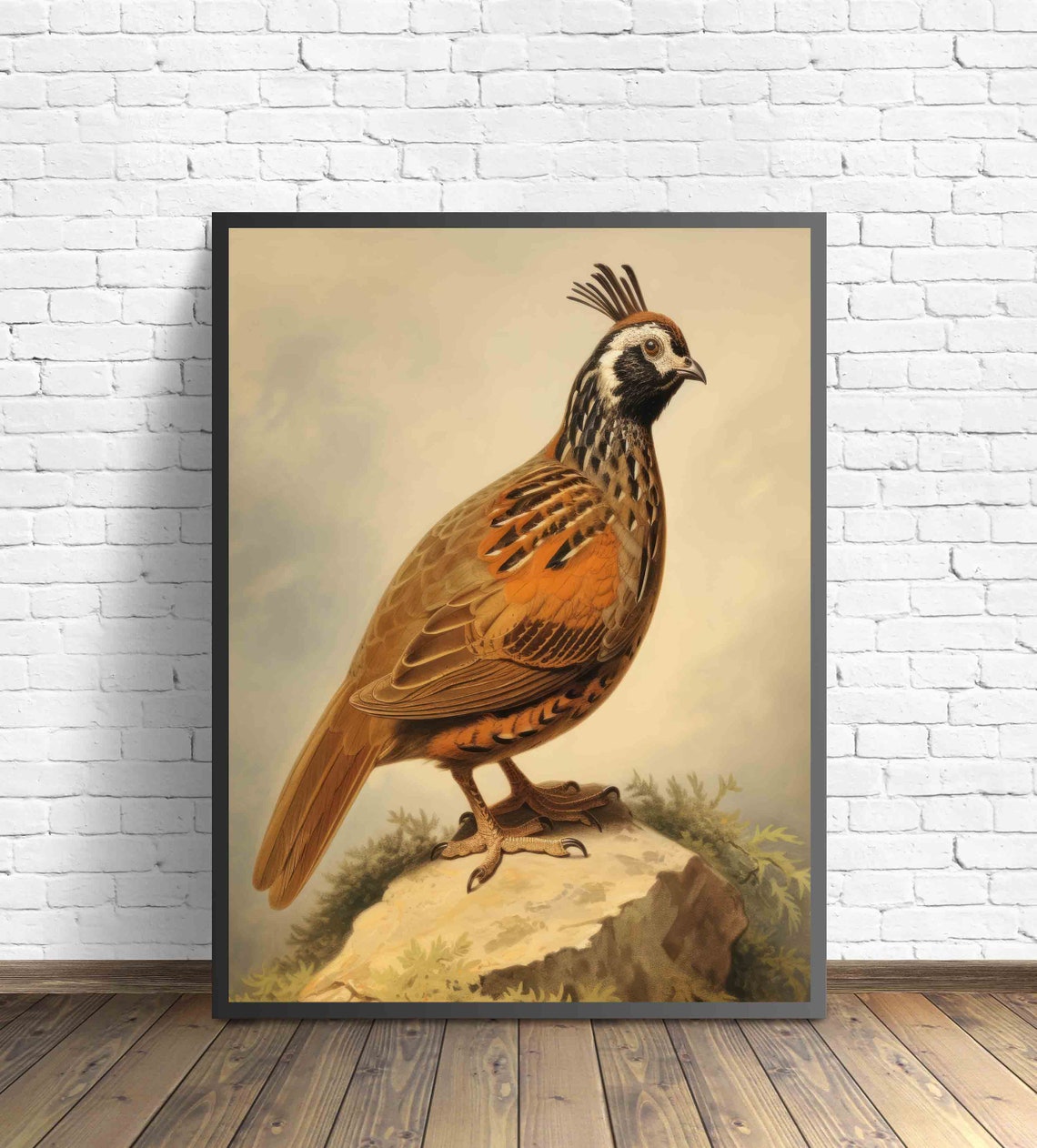 Quail Vintage Naturalist Illustration Crested Bird Rock Art Poster