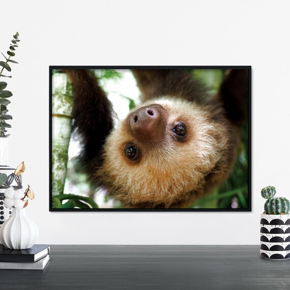 Sloth Print Wall Art A4 A3 A2 A1