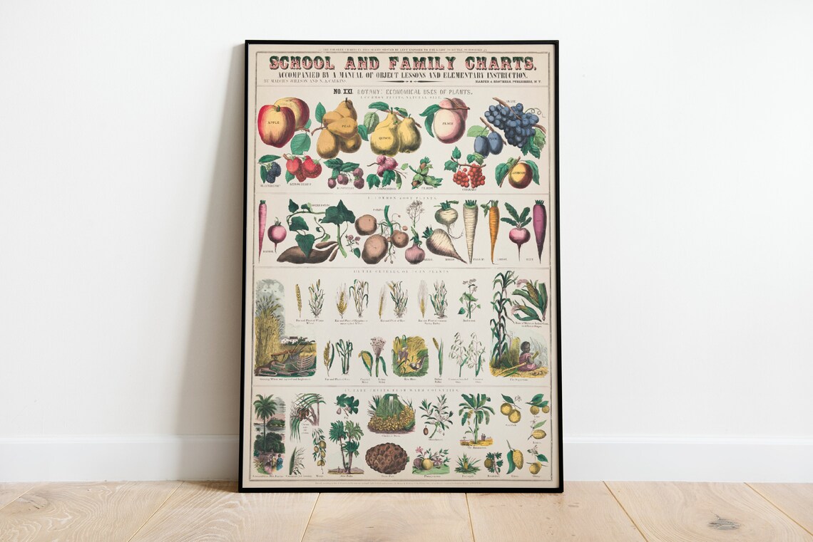 Economical Uses of Plants, C1890 Vintage Botanical Poster
