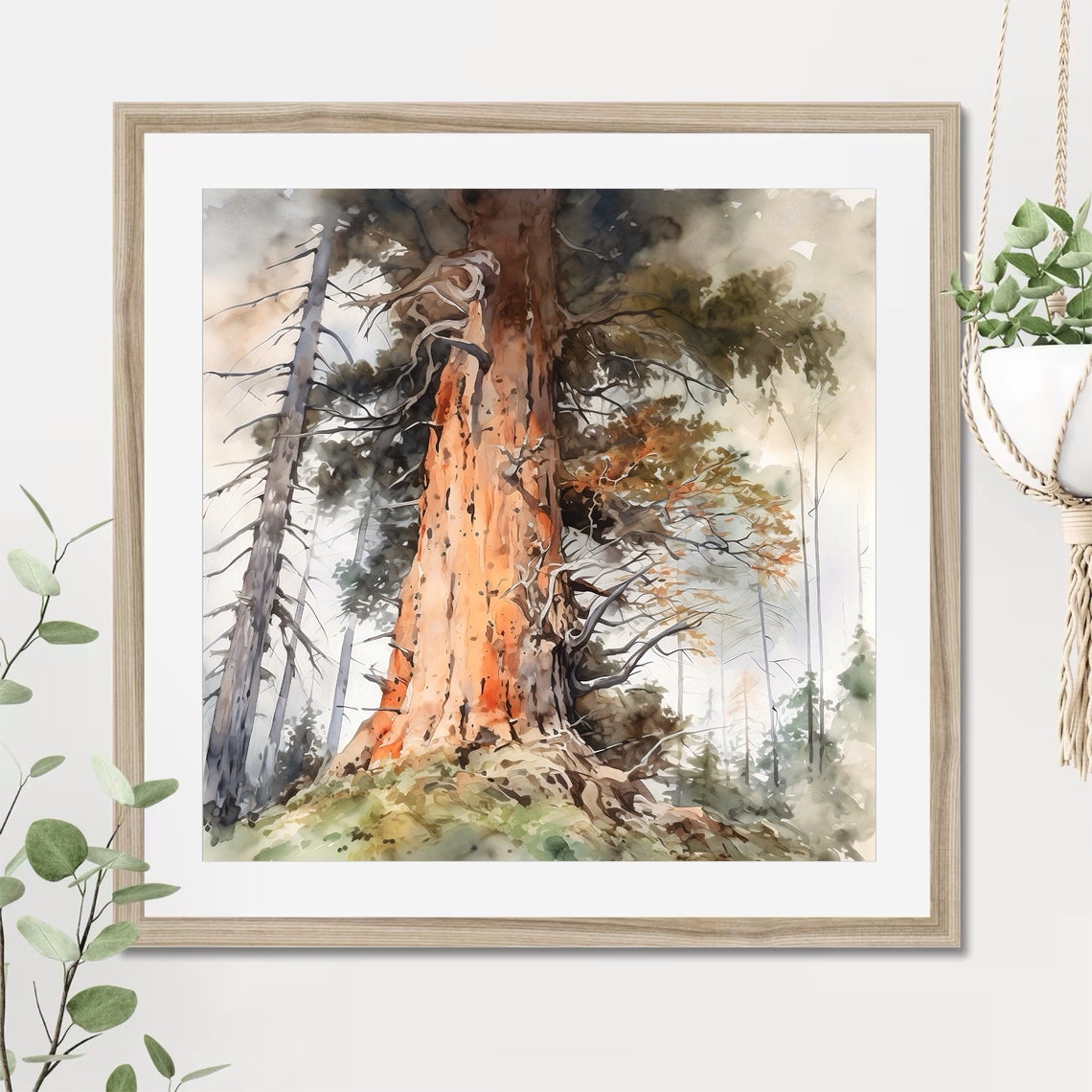 Ancient Redwood Tree Towering in Misty Forest Watercolor Poster - Image 2