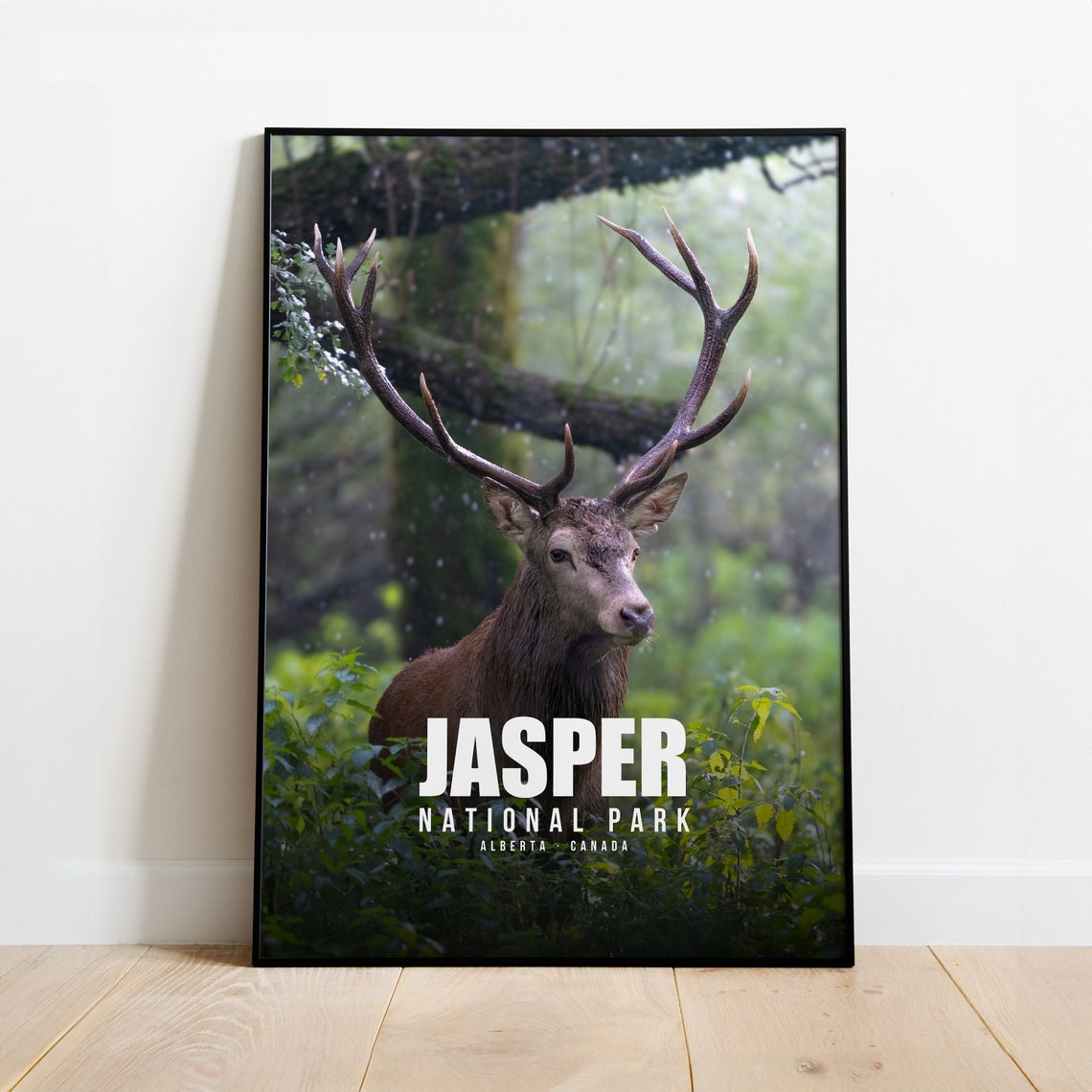 Jasper National Park Canadian Stag Elk Alberta Forest Photo Poster