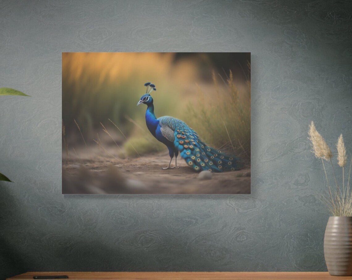 Peacock In Golden Grass Blue Feathered Bird Nature Wildlife Poster
