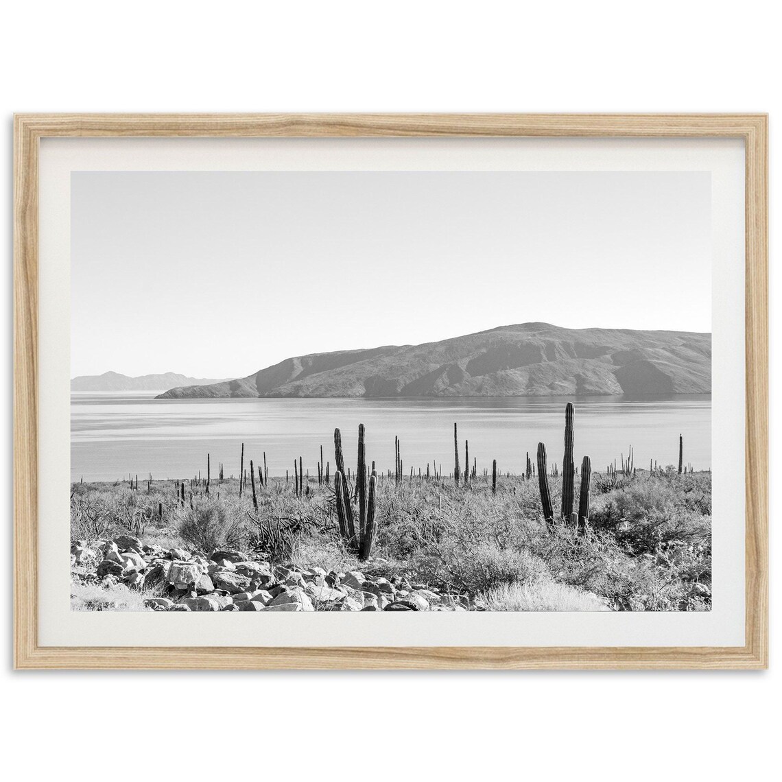 Baja Desert Cactus Coast Black and White La Paz Mexico Photo Poster