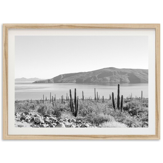 Baja Desert Cactus Coast Black and White La Paz Mexico Photo Poster