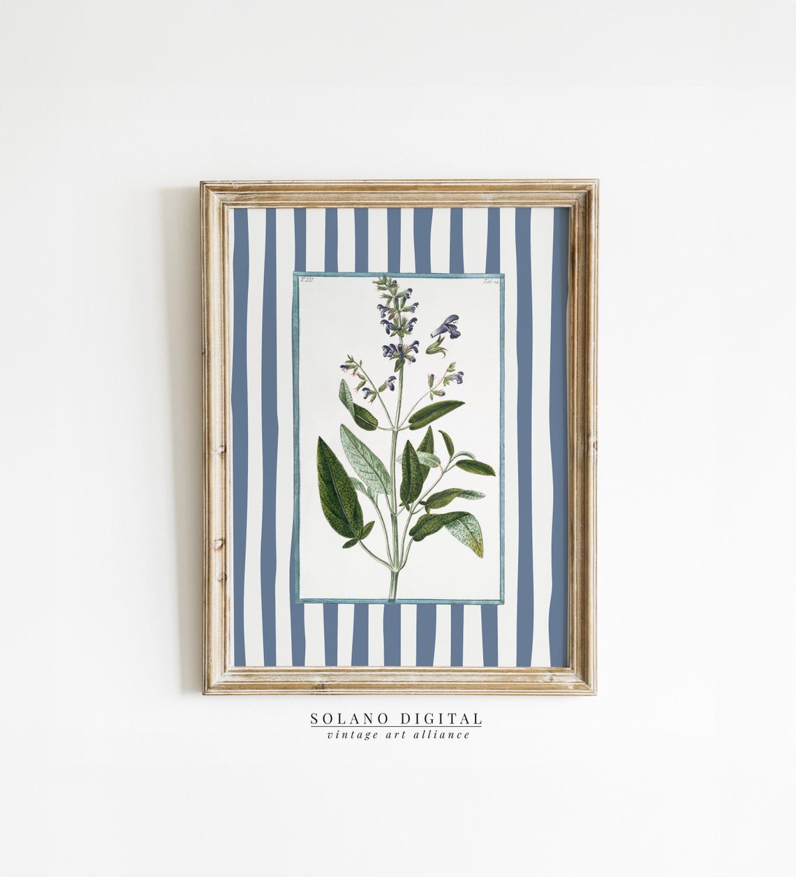 Vintage Sage Botanical Illustration Blue Striped Botanical Poster