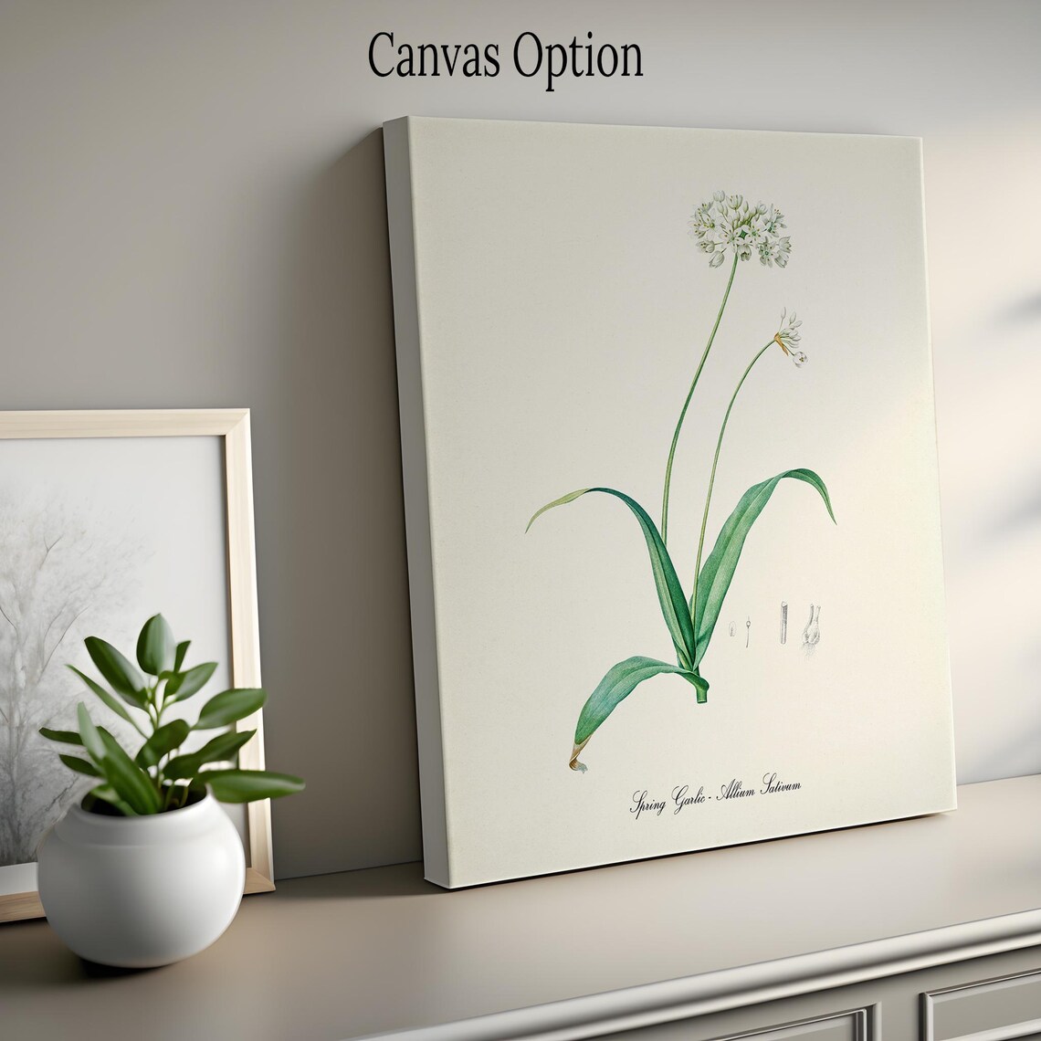 Spring Garlic Allium Sativum Vintage Botanical Herb Art Poster - Image 2
