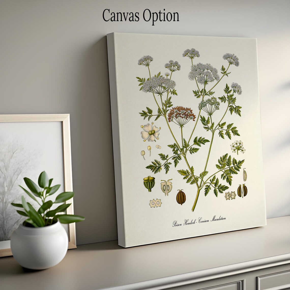 Poison Hemlock Botanical Art Print, Conium Maculatum - Image 2