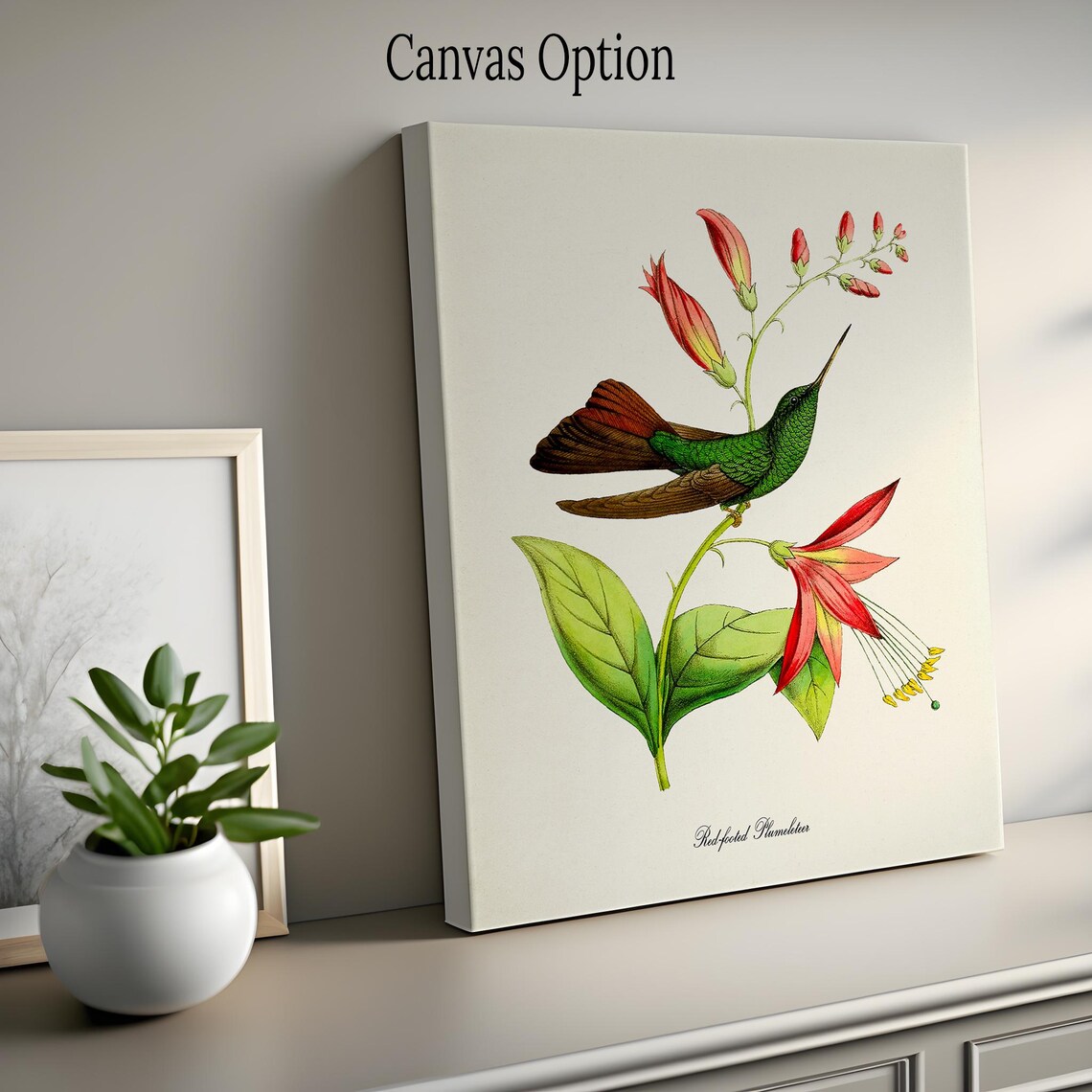 Red Footed Plumeleteer Hummingbird Tropical Vintage Nature Poster - Image 2