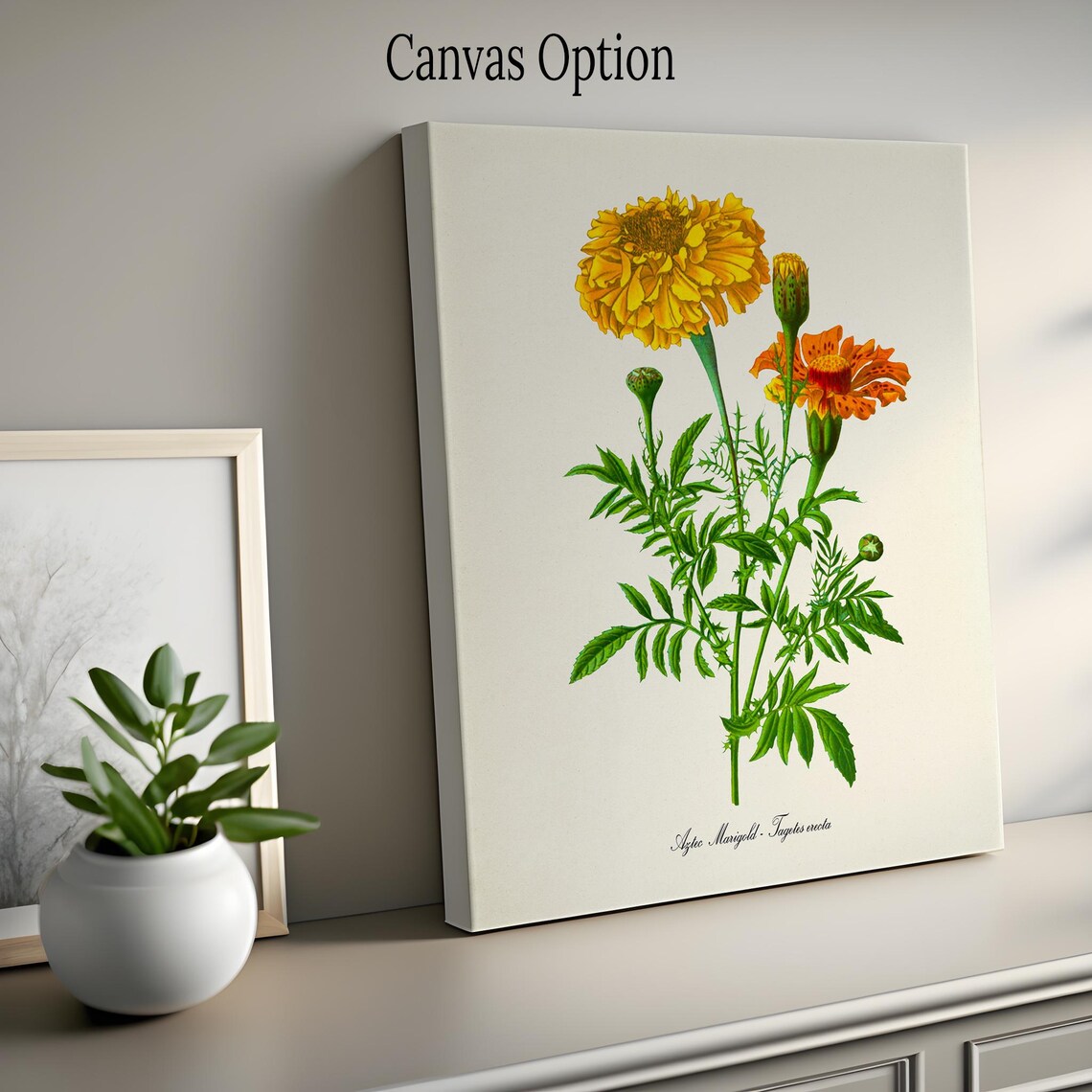 Aztec Marigold Botanical Art Print, Tagetes Erecta - Image 2