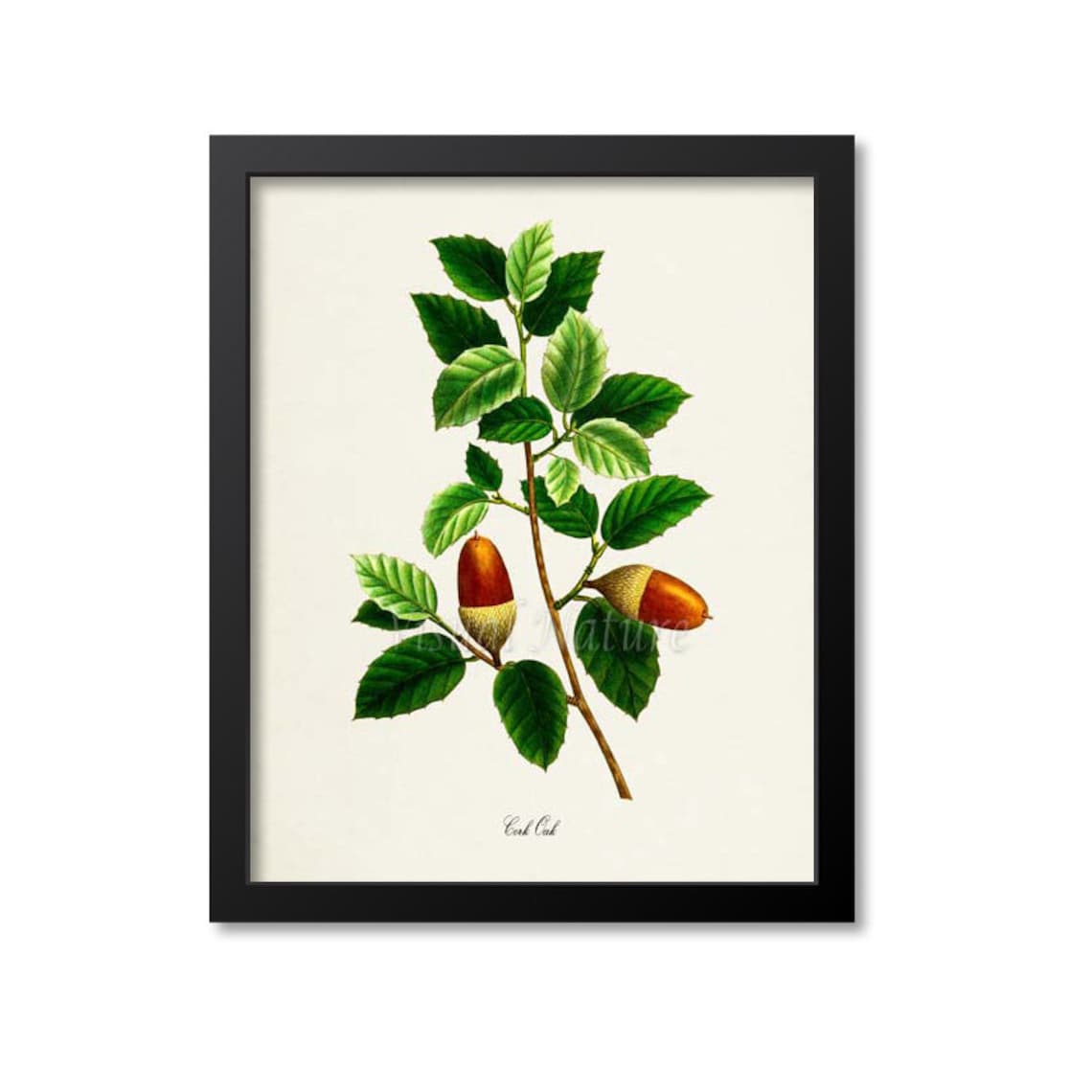 Cork Oak Botanical Art Print, Tree Study Poster