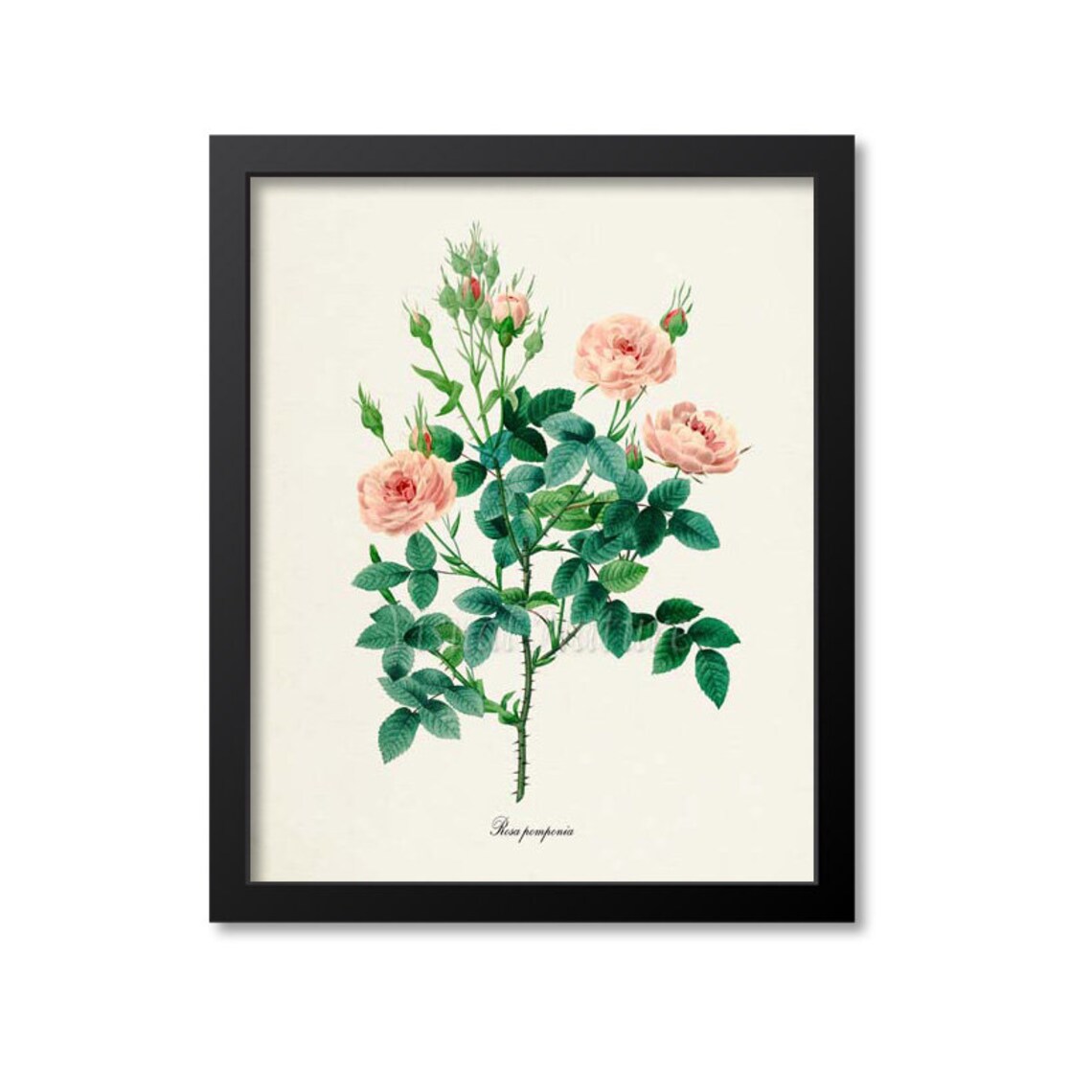 Pompon Rose Botanical Art Print, De Meaux Rose