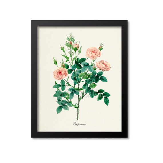 Pompon Rose Botanical Art Print, De Meaux Rose