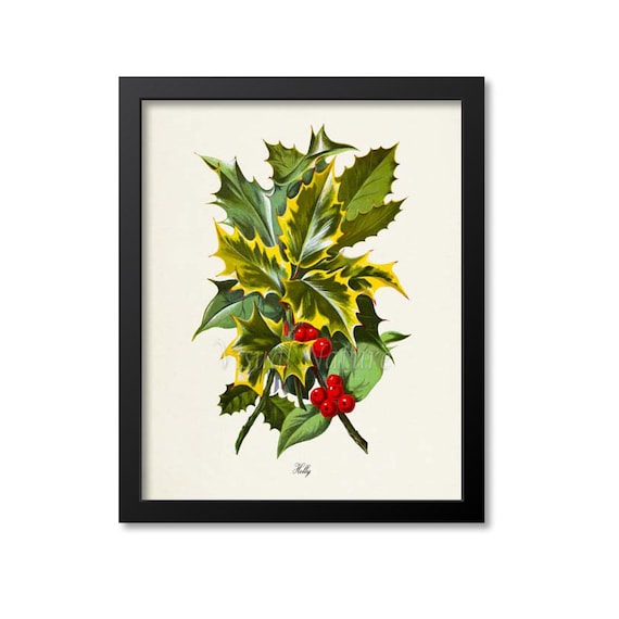 Holly Botanical Christmas Art Print, Red Berry