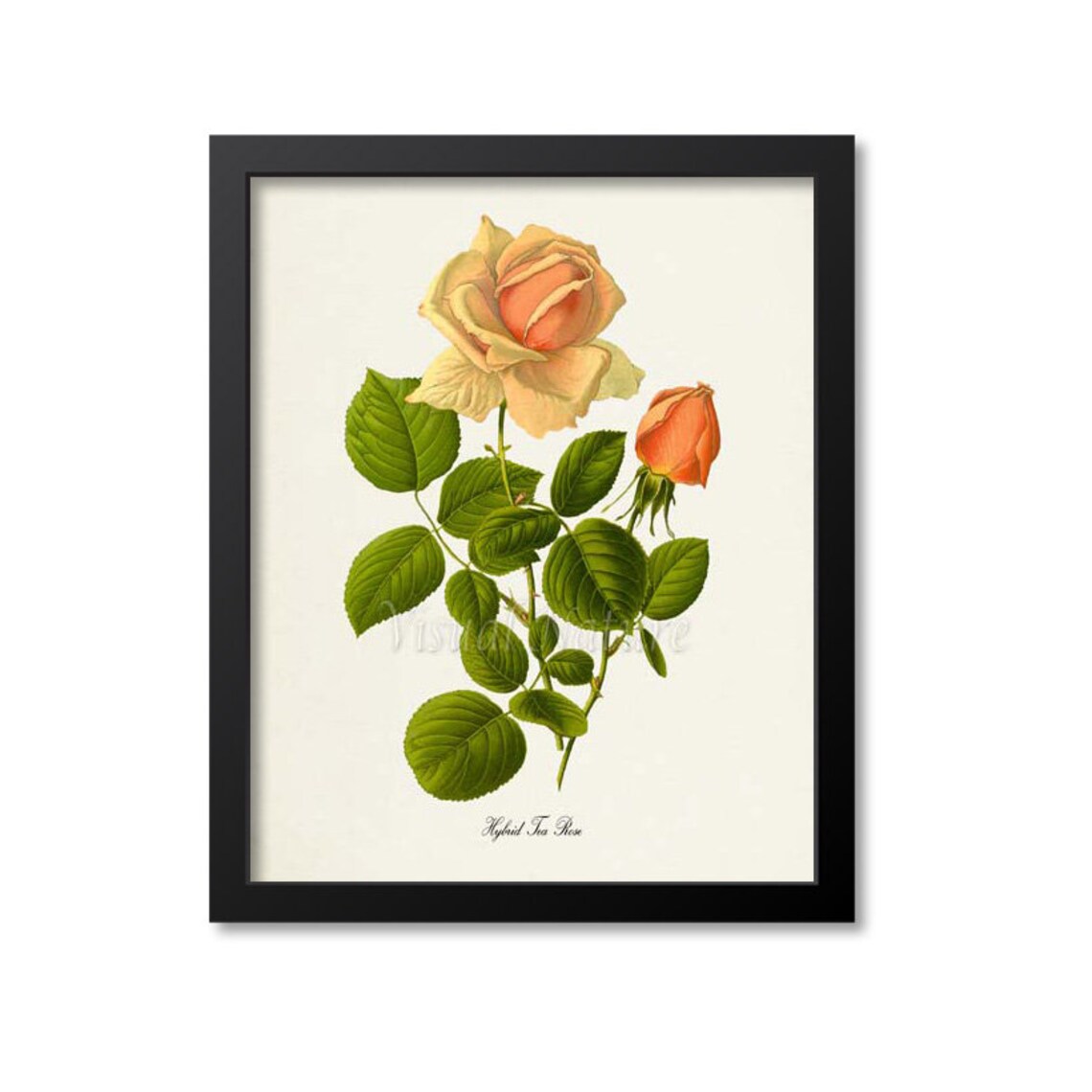 Hybrid Tea Rose Botanical Art Print, Floral Study